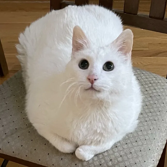 Susan's Sit And Snuggle