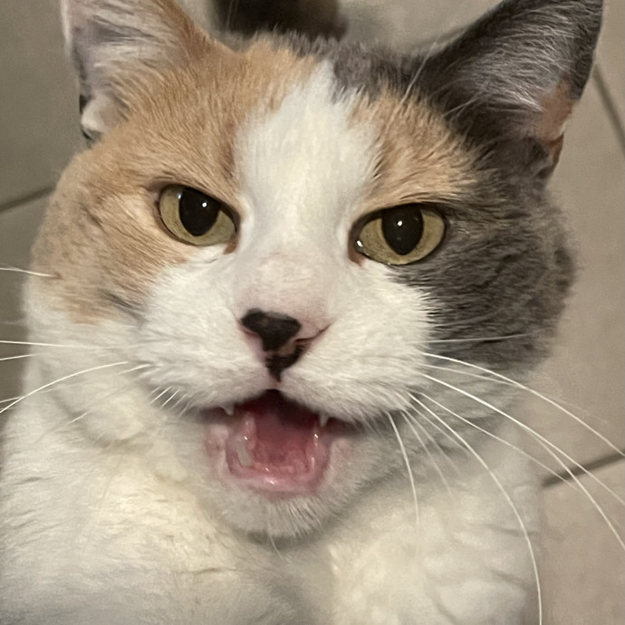 Susan's Sit And Snuggle