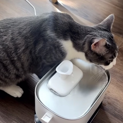 Ready To Take Care Of Your Feline Friend