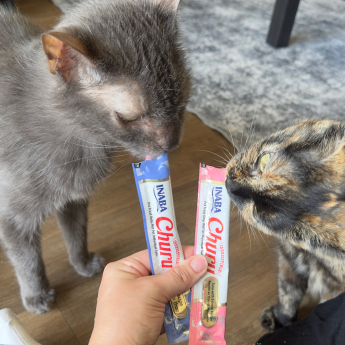 Ready To Take Care Of Your Feline Friend