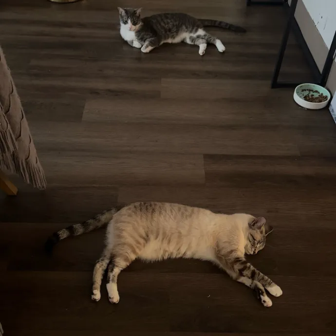 Ready To Take Care Of Your Feline Friend