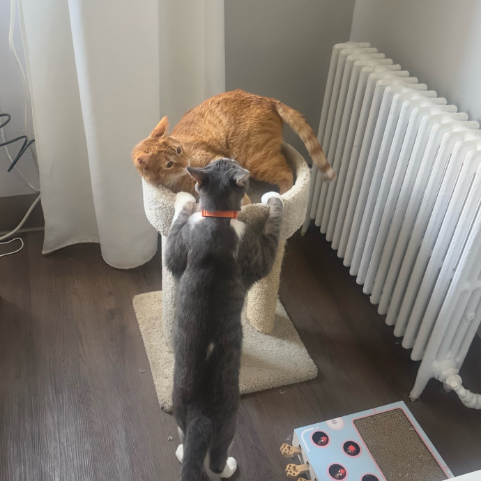 Ready To Take Care Of Your Feline Friend