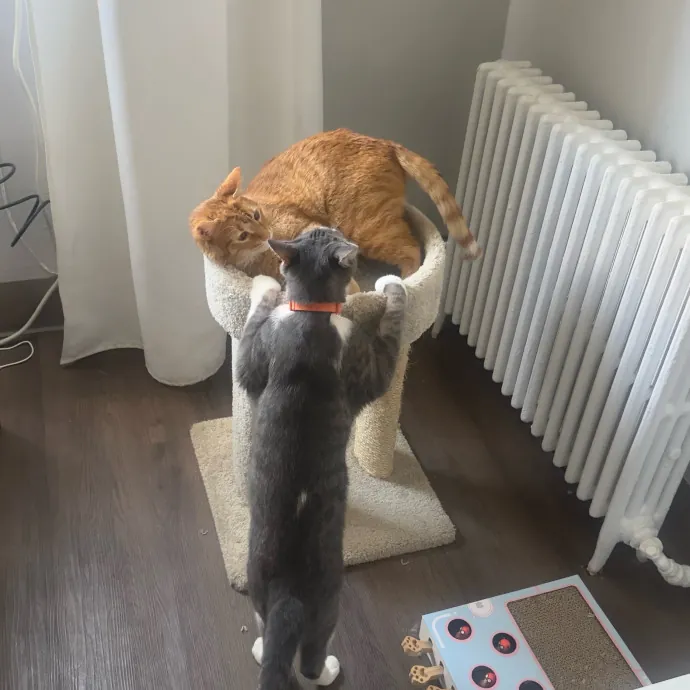 Ready To Take Care Of Your Feline Friend