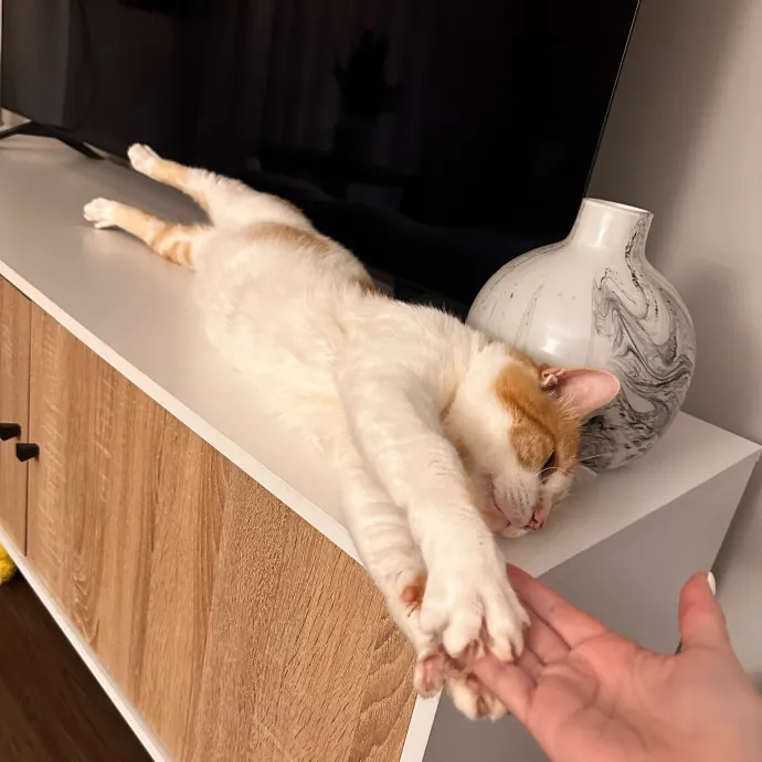 Ready To Take Care Of Your Feline Friend