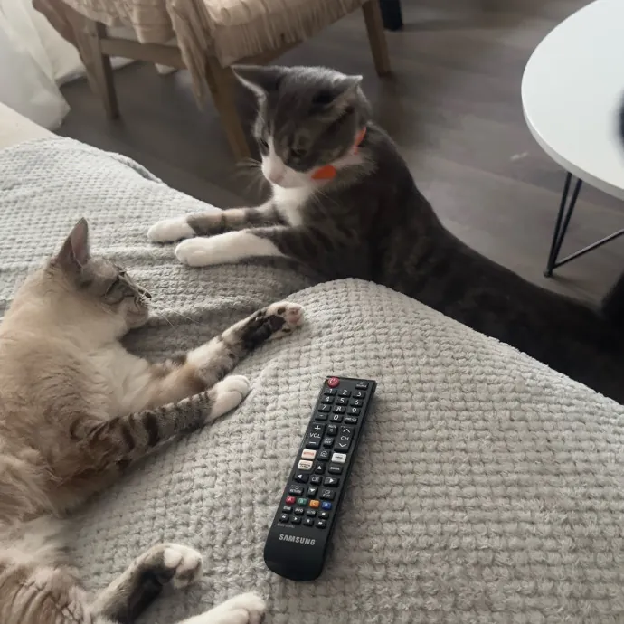 Ready To Take Care Of Your Feline Friend