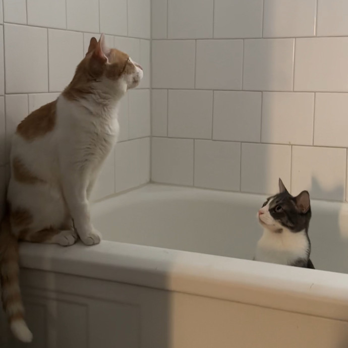 Ready To Take Care Of Your Feline Friend