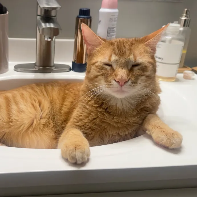 Ready To Take Care Of Your Feline Friend