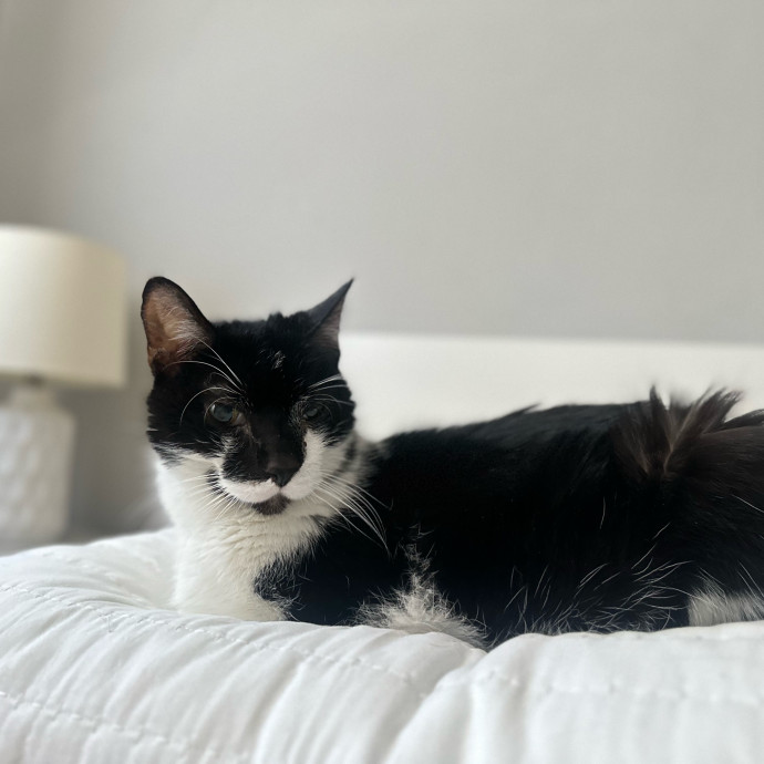Ready To Take Care Of Your Feline Friend