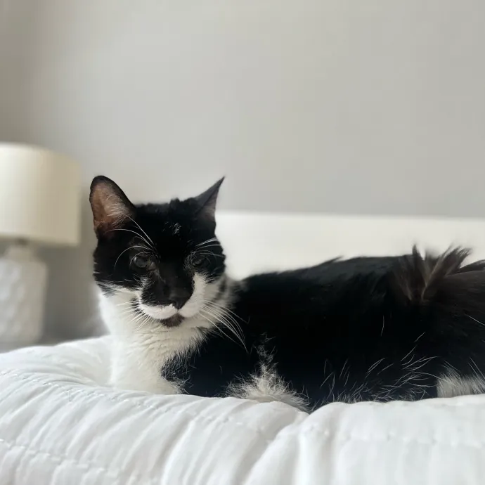 Ready To Take Care Of Your Feline Friend