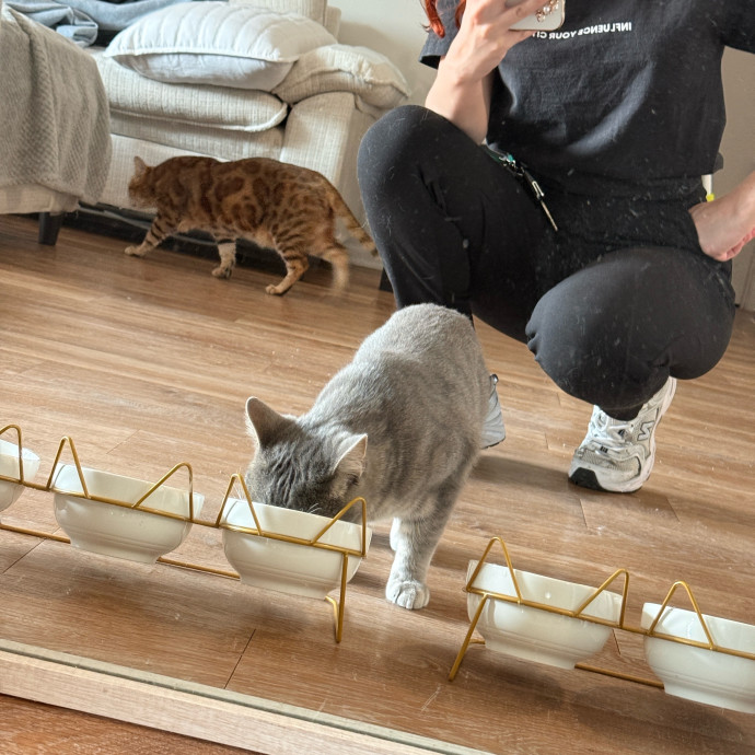 Ready To Take Care Of Your Feline Friend