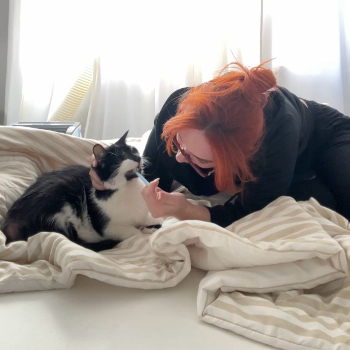 Ready To Take Care Of Your Feline Friend