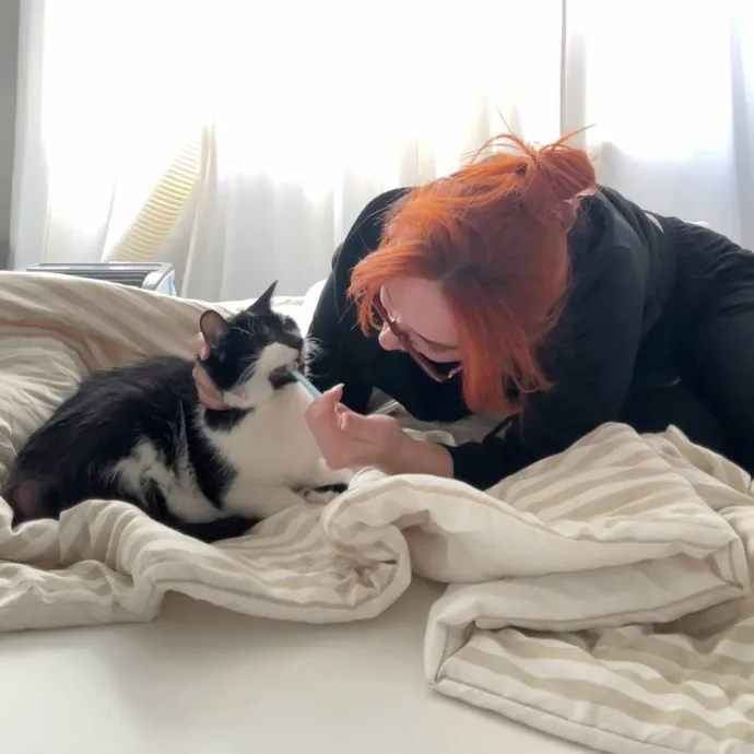 Ready To Take Care Of Your Feline Friend