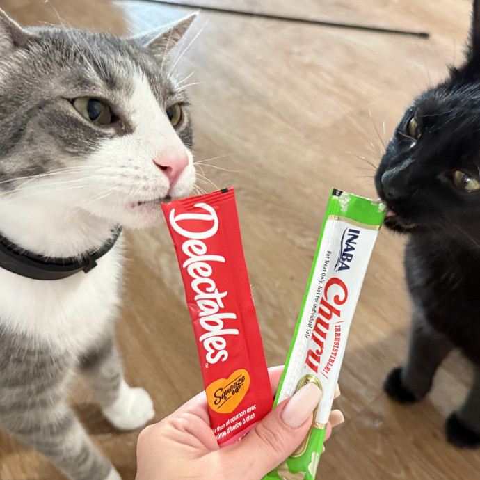 Ready To Take Care Of Your Feline Friend
