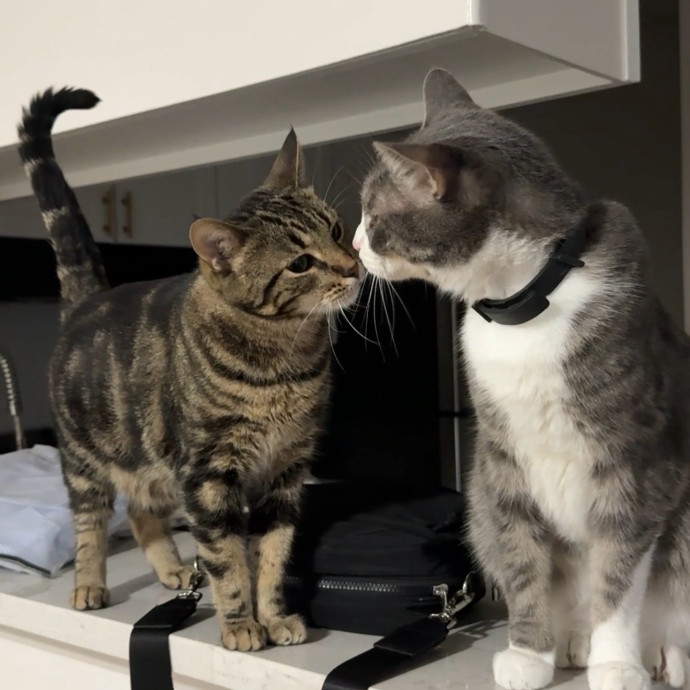 Ready To Take Care Of Your Feline Friend
