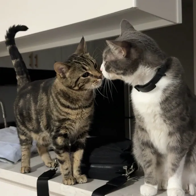 Ready To Take Care Of Your Feline Friend