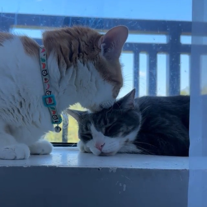 Ready To Take Care Of Your Feline Friend