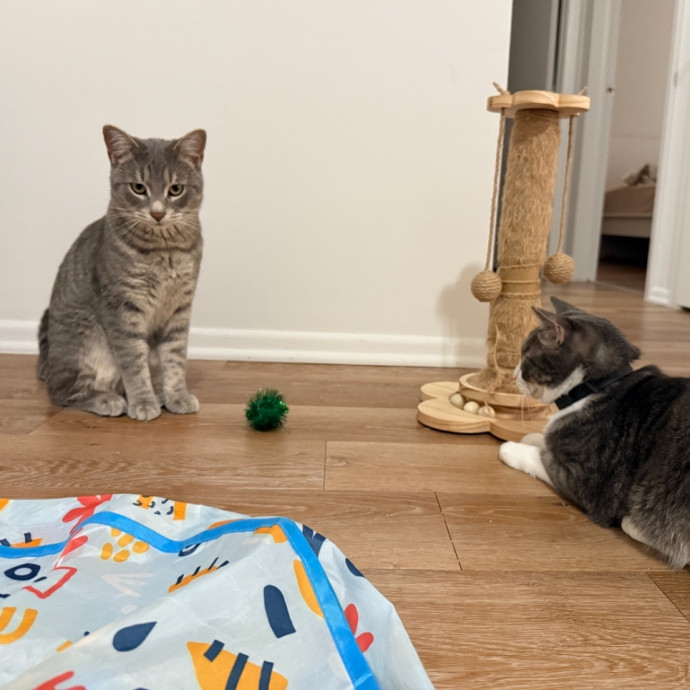 Ready To Take Care Of Your Feline Friend