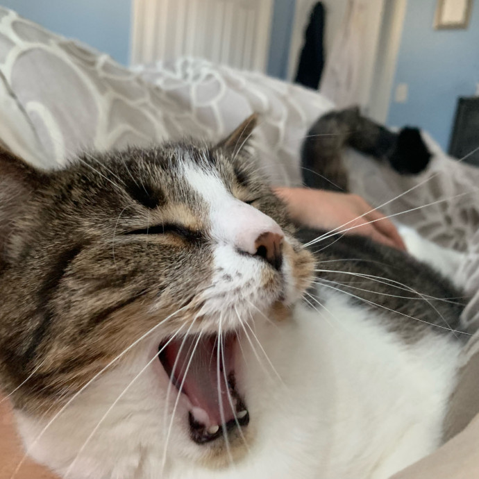 Kitty Bestie