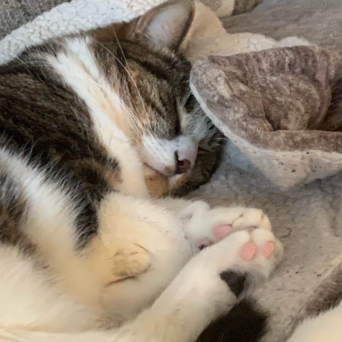 Kitty Bestie