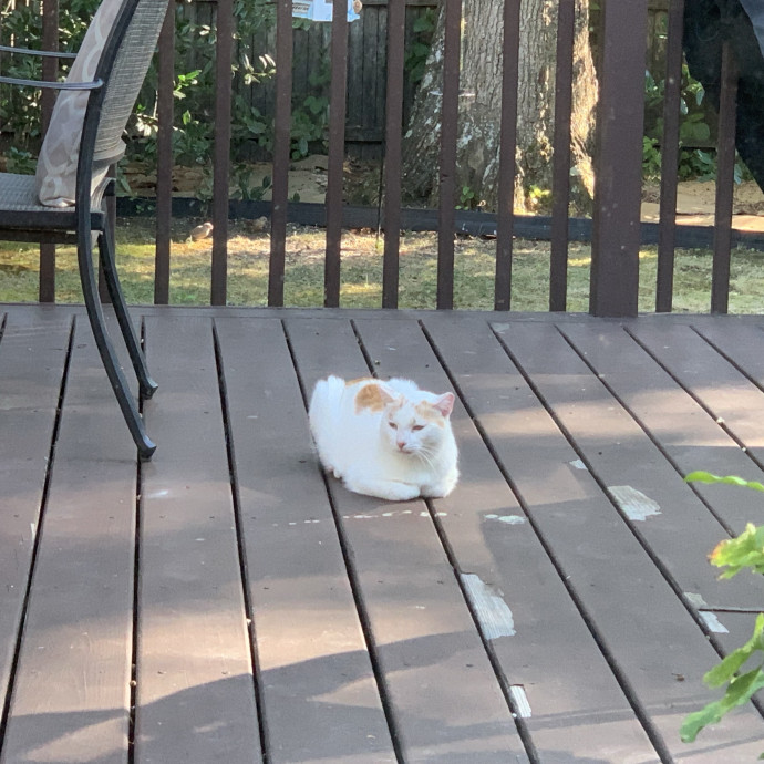 Kitty Bestie