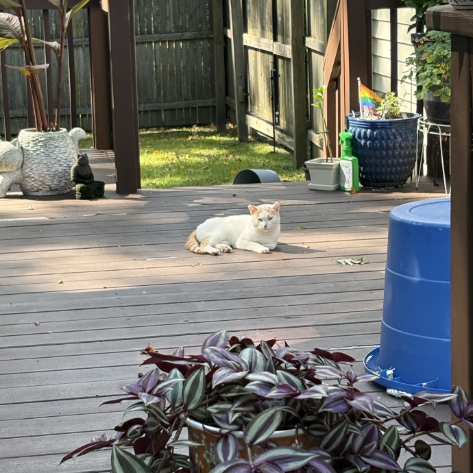 Kitty Bestie