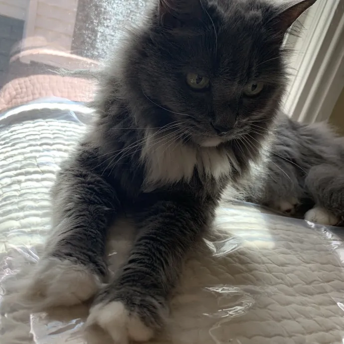 Kitty Bestie
