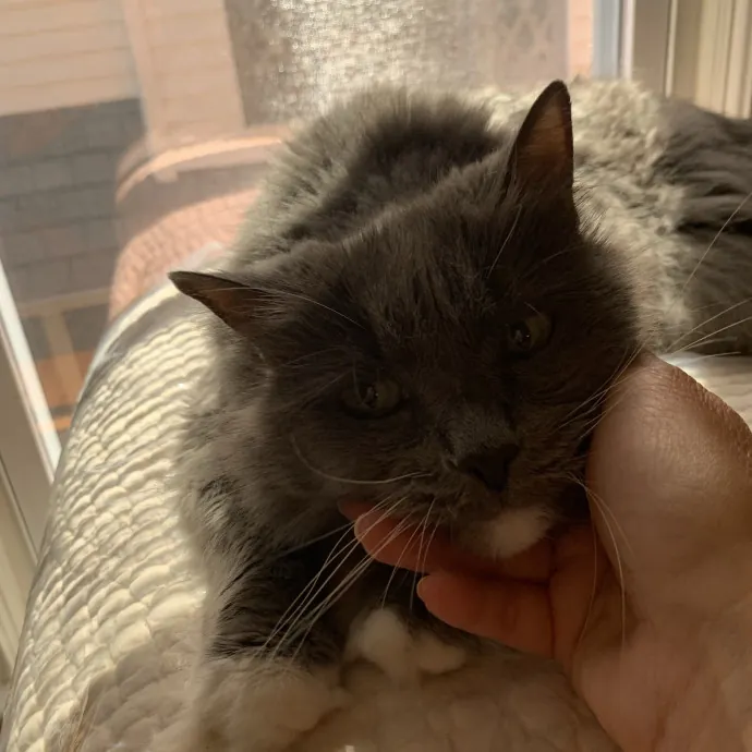 Kitty Bestie photo 4