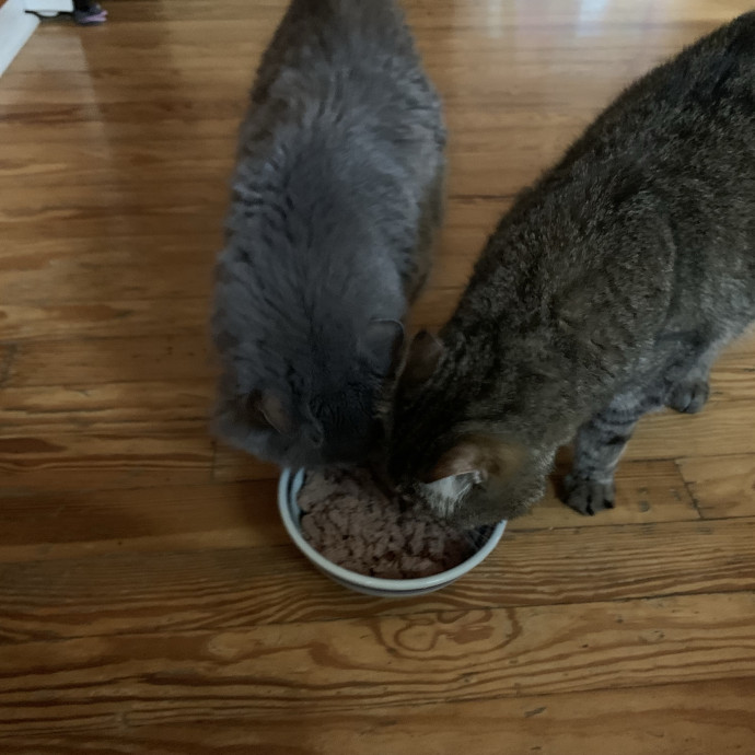 Kitty Bestie