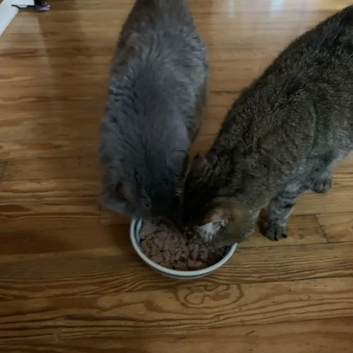 Kitty Bestie photo 3