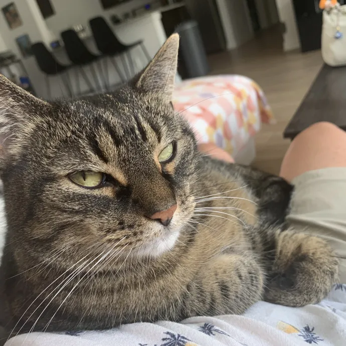 Kitty Bestie photo 2