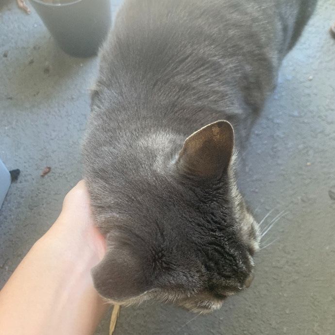 Humane Society Trained Cat Lover