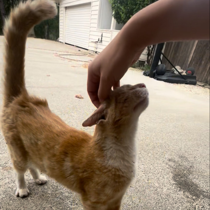 Humane Society Trained Cat Lover photo 3