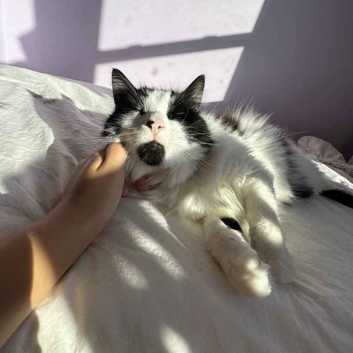 Trusted Cat Care In Bergen County