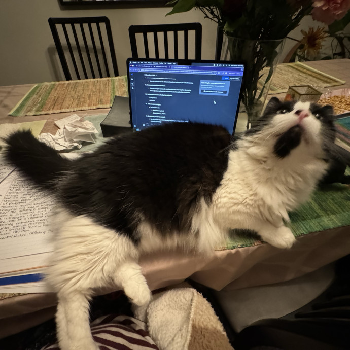 Trusted Cat Care In Bergen County