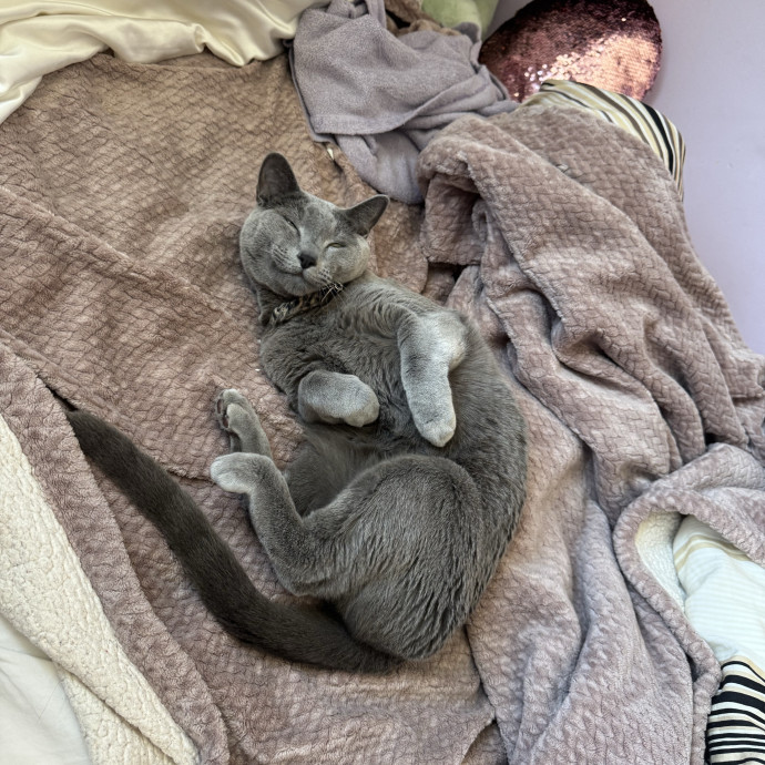 Trusted Cat Care In Bergen County