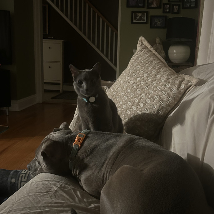 Trusted Cat Care In Bergen County