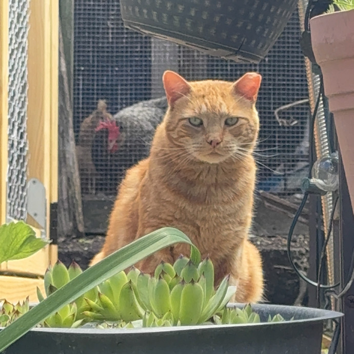 Trusted Cat Care In Bergen County photo 3