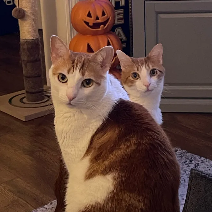Passionate Cat Lover For Hire