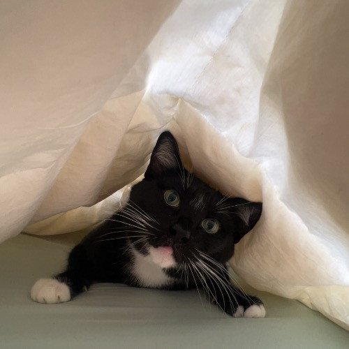 Sofie's Outstanding Kitty Sitting