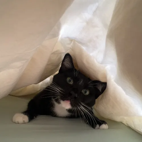 Sofie's Outstanding Kitty Sitting