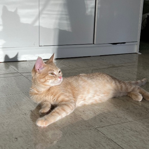Sofie's Outstanding Kitty Sitting