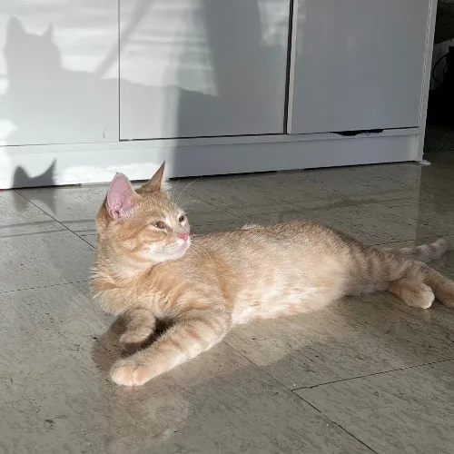 Sofie's Outstanding Kitty Sitting