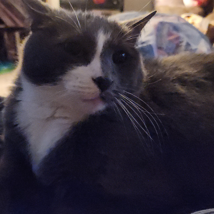 Experienced Cat Sitter