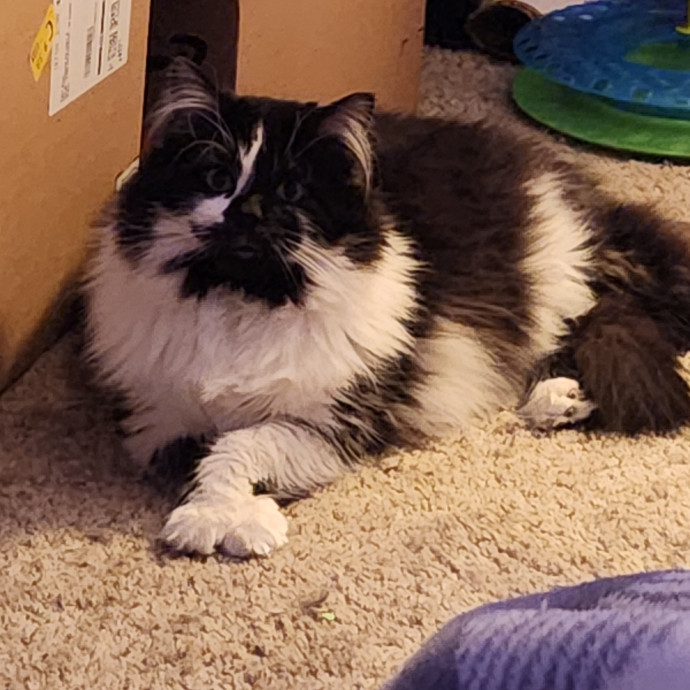 Experienced Cat Sitter