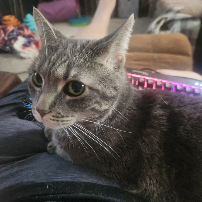 Experienced Cat Sitter