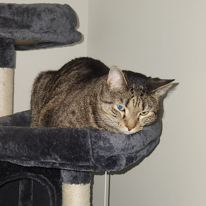 Experienced Cat Sitter