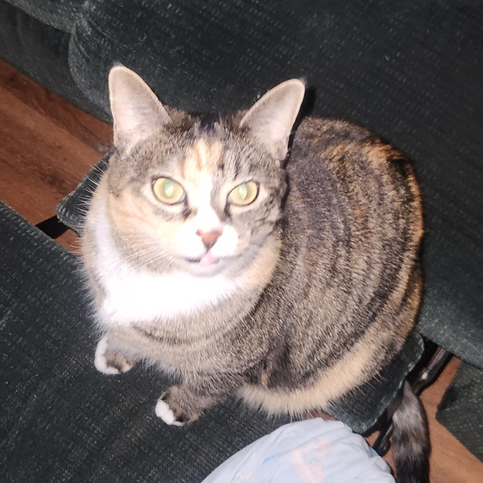 Experienced Cat Sitter photo 3