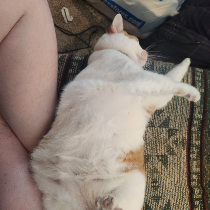 Experienced Cat Sitter photo 2