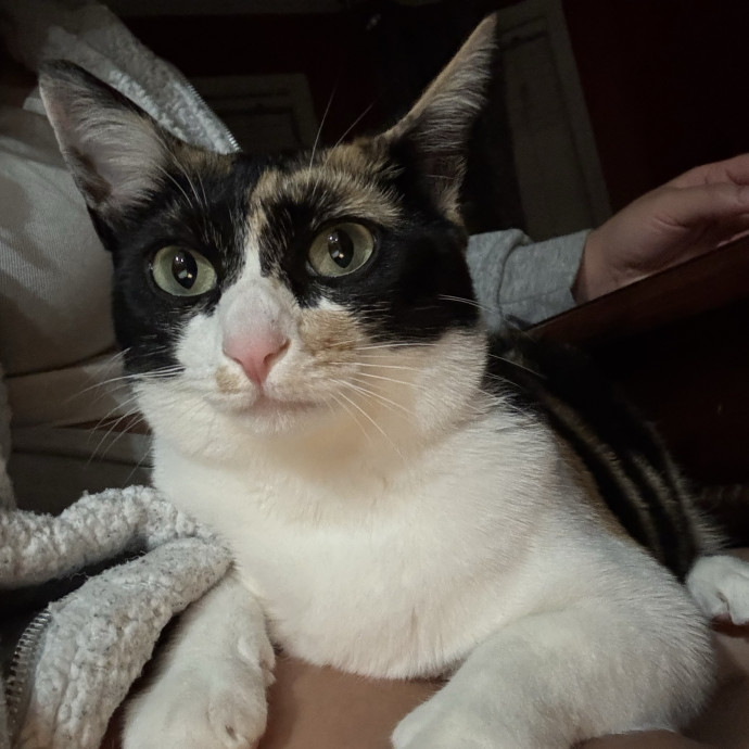 Cat Sitting With Love
