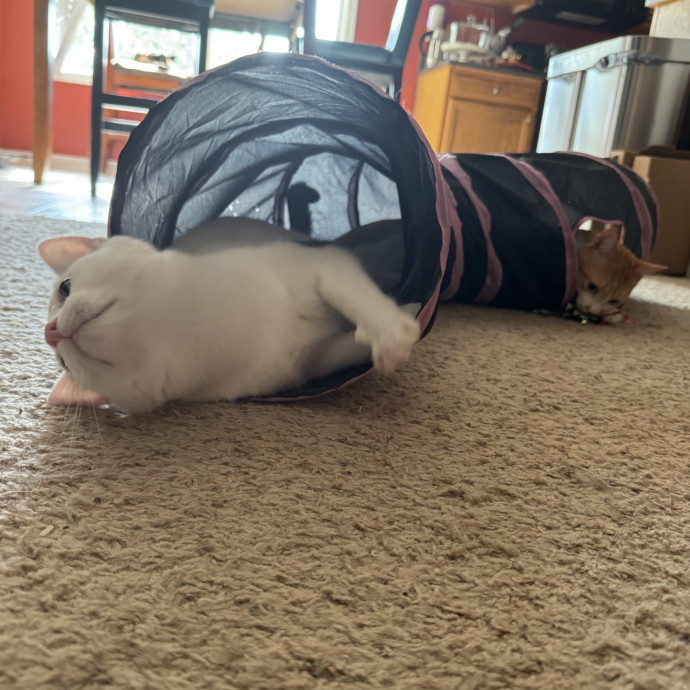 Cat Sitting With Love